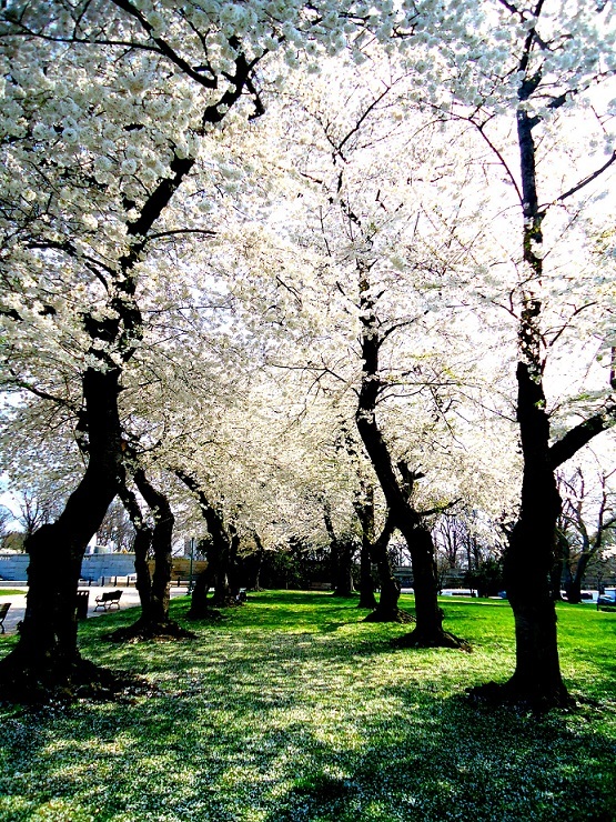 Arlington