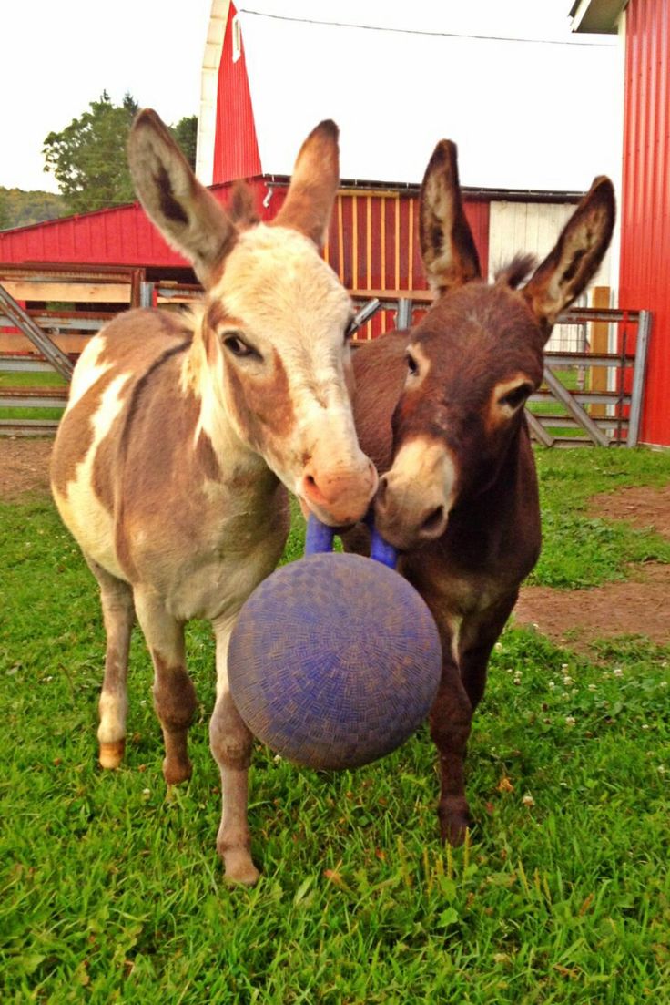 Donkeys