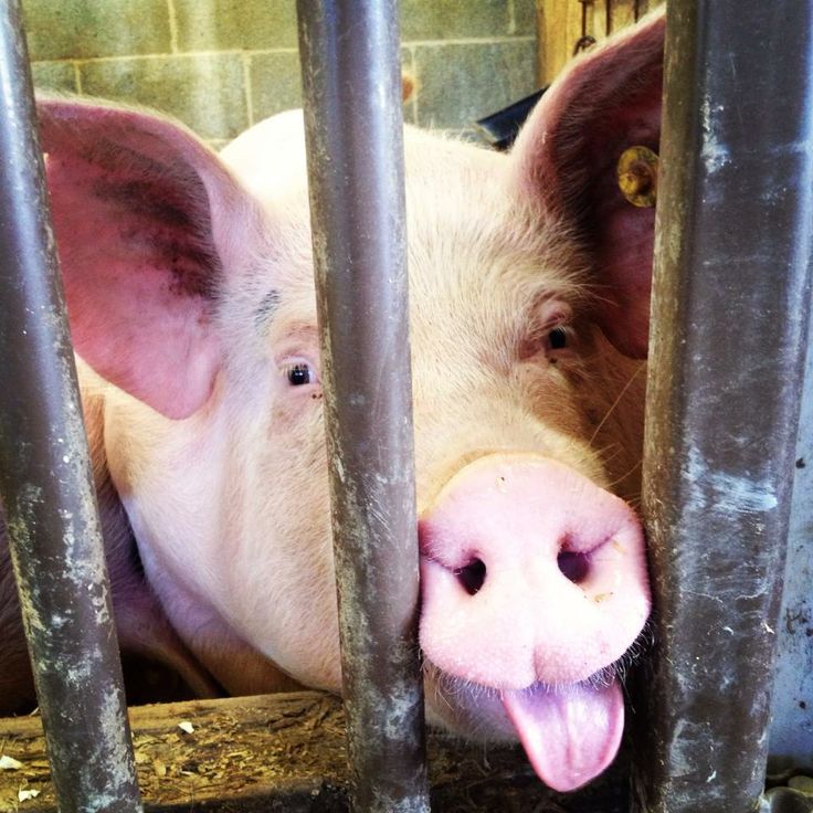 Pig